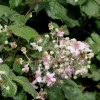 Rubus ulmifolius (Bramble)