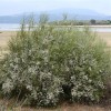 Retama monosperma (White-flowered broom)