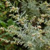 Artemisia thuscula