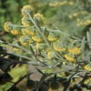 Artemisia thuscula (Canary Island wormwood)