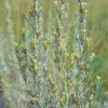 Artemisia maritima