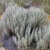 Artemisia maritima (Sea wormwood)