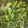 Salix triandra 