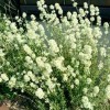 Thymus mastichina (Herb mastic)