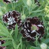 Dianthus chinensis 'Black and White' (Chinese pink 'Black and White')