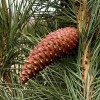 Pinus pinaster  (Maritime pine)