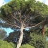 Pinus pinaster  (Maritime pine)