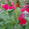 Salvia microphylla 'Wendy's Surprise'