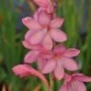 Watsonia Tresco Hybrids (Bugle lily Tresco Hybrids)