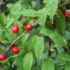 Prunus japonica 'Thunbergii'