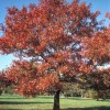 Quercus texana (Texas red oak)