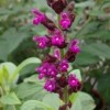 Salvia cuatrecasana (Columbian mountain sage)