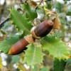 Quercus faginea (Portuguese oak)