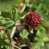 Rubus deliciosus (Delicious raspberry)