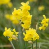 Narcissus 'Sunlight Sensation' (Daffodil 'Sunlight Sensation')