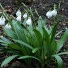 Galanthus plicatus 'Diggory' (Snowdrop 'Diggory')