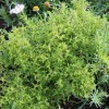 Salvia runcinata (African alpine sage)