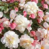 Begonia 'Sweet Spice Appleblossom' (Sweet Spice Series) (Begonia 'Sweet Spice Appleblossom')