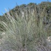 Stipa tenacissima (Esparto grass)
