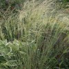 Stipa turkestanica (Turkistan feather grass)
