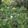 Magnolia 'Porcelain Dove' (Magnolia 'Porcelain Dove')