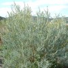 Acacia cultriformis (Knife acacia)