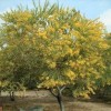 Acacia cultriformis (Knife acacia)
