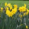 Narcissus 'Sweetness' (Daffodil 'Sweetness')
