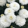 Argyranthemum 'Aramis Double White' (Aramis Series) (Marguerite 'Aramis Double White')