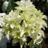 Hydrangea macrophylla 'Silver Star' (Hydrangea 'Silver Star')