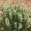 Salvia officinalis 'Albiflora' (Sage 'Albiflora')