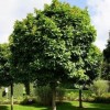Quercus palustris 'Green Dwarf' (Pin oak 'Green Dwarf')