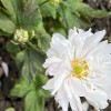 Anemone hupehensis var. japonica 'Tiki Sensation' (Japanese anemone 'Tiki Sensation')