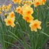 Narcissus 'Kedron' (Daffodil 'Kedron')