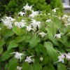 Epimedium 'White Hart' (Barrenwort 'White Hart')