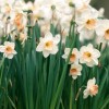 Narcissus 'Romance' (Daffodil 'Romance')