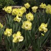 Narcissus 'Altun Ha' (Daffodil 'Altun Ha')