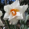 Narcissus 'Honolulu' (Daffodil 'Honolulu')