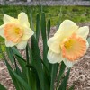 Narcissus 'Martha Stewart' (Daffodil 'Martha Stewart')