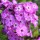 Phlox paniculata 'Famous Light Purple' (Famous Series)