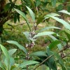 Callicarpa kwangtungensis (Kwangtung beautyberry)