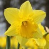 Narcissus 'Standard Value' (Daffodil 'Standard Value')