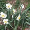 Narcissus 'Loth Lorien' (Daffodil 'Loth Lorien')
