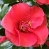 Camellia japonica 'Midnight' (Camellia 'Midnight')