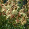 Salvia x jamensis 'Golden Girl'
