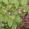Vaccinium formosum (Southern highbush blueberry)
