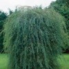 Salix purpurea 'Pendula'