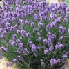 Lavandula angustifolia 'SuperBlue' (English lavender 'SuperBlue')