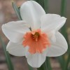 Narcissus 'Perfect Lady' (Daffodil 'Perfect Lady')