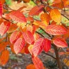 Amelanchier canadensis 'October Flame' (Canadian serviceberry 'October Flame')
